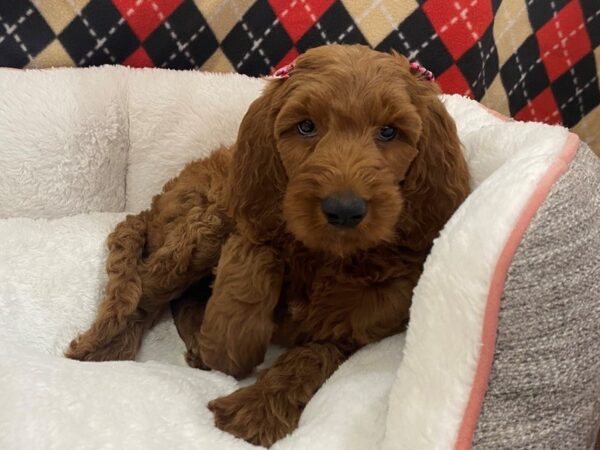 Goldendoodle 2nd Generation DOG Female Dark Red 12884 Petland Batavia, Illinois
