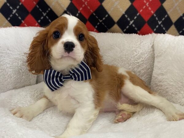 Cavalier King Charles Spaniel DOG Male Blenheim 12903 Petland Batavia, Illinois