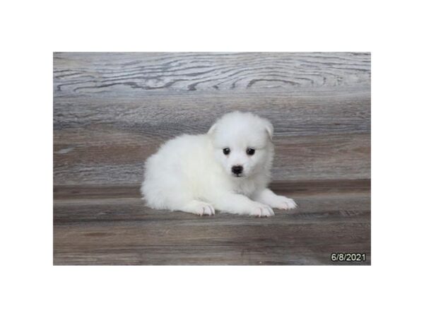 American Eskimo Dog DOG Male White 20838 Petland Batavia, Illinois