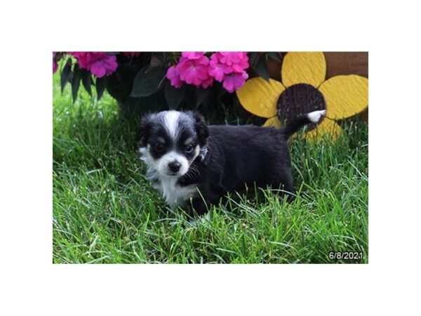Chihuahua DOG Male Black 20839 Petland Batavia, Illinois