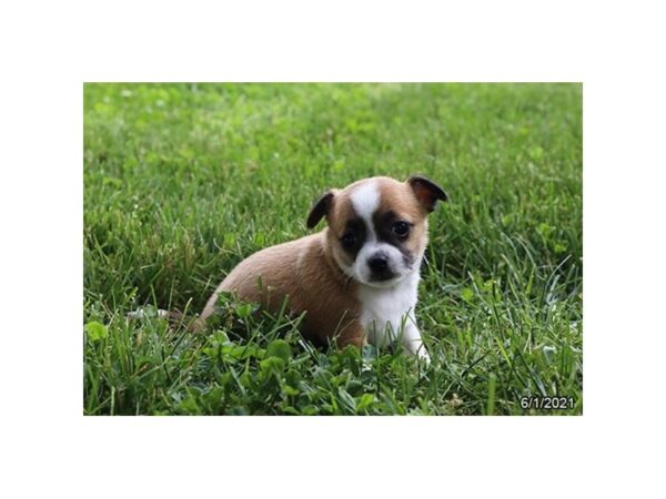 Chihuahua-DOG-Female-Fawn-20840-Petland Batavia, Illinois