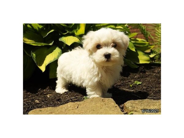 Maltese DOG Male White 20836 Petland Batavia, Illinois