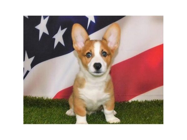 Pembroke Welsh Corgi DOG Male Sable / White 12905 Petland Batavia, Illinois