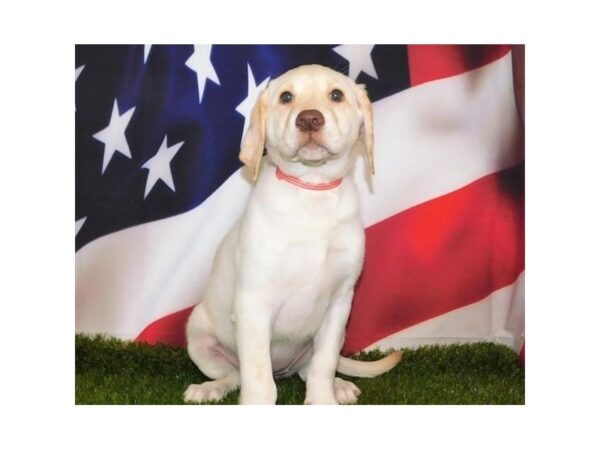 Labrador Retriever DOG Female Yellow 12904 Petland Batavia, Illinois