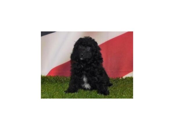Shih-Poo 2nd Generation-DOG-Female-Black-12907-Petland Batavia, Illinois