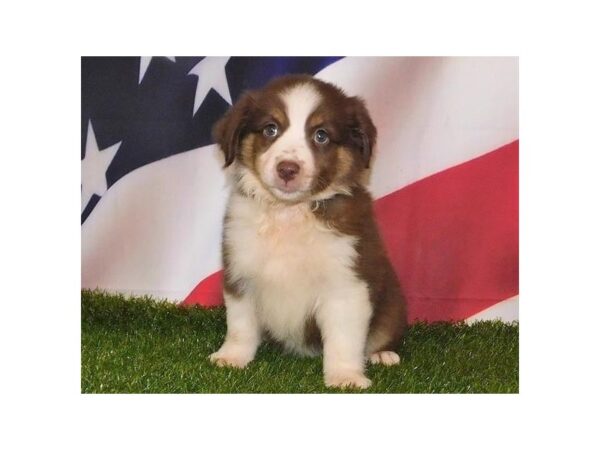 Miniature Australian Shepherd DOG Female Red 12906 Petland Batavia, Illinois