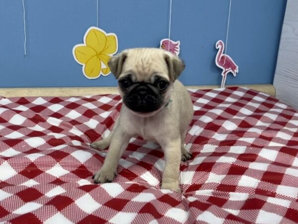 Pug DOG Male Fawn 20835 Petland Batavia, Illinois