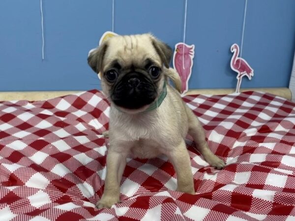 Pug DOG Male Fawn 20834 Petland Batavia, Illinois