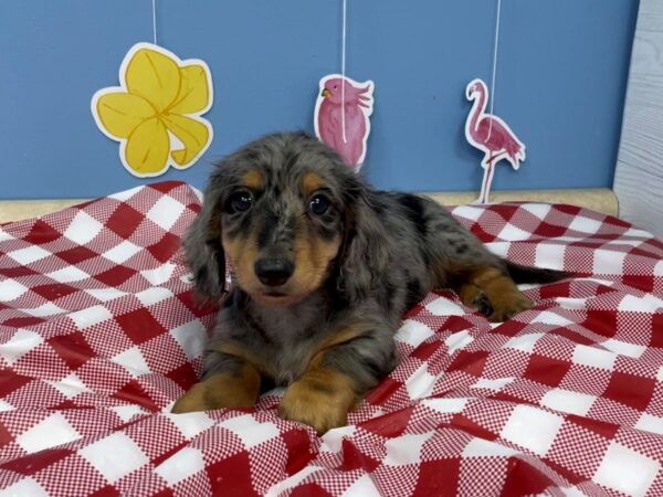 Dachshund DOG Male Black / Silver 12909 Petland Batavia, Illinois