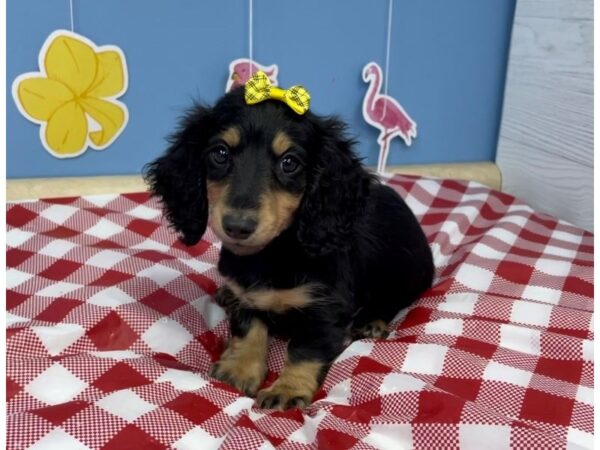 Dachshund-DOG-Female-Black / Tan-12910-Petland Batavia, Illinois