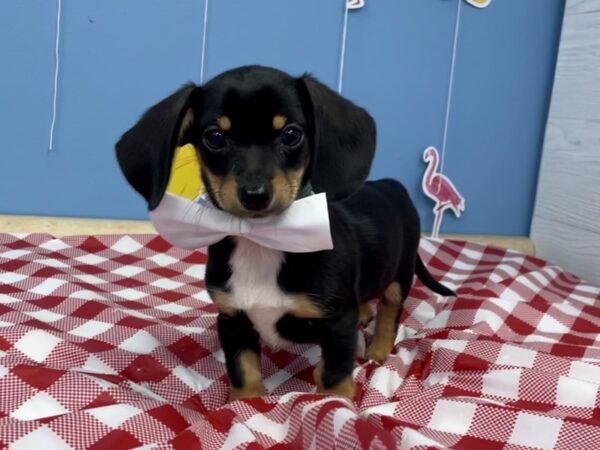 Chiweenie DOG Male Black / Tan 20831 Petland Batavia, Illinois