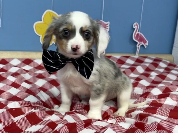 Chiweenie-DOG-Male-Blue / White-20830-Petland Batavia, Illinois