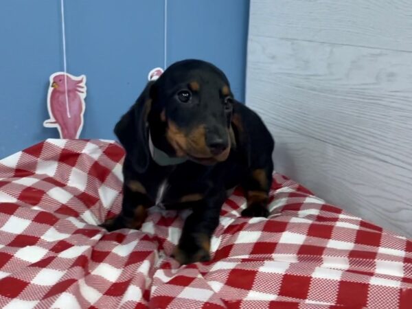 Dachshund DOG Male Black / Tan 12911 Petland Batavia, Illinois