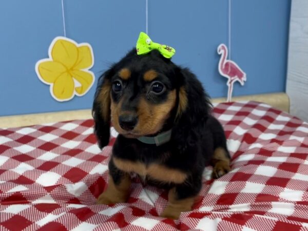 Dachshund-DOG-Female-Black / Tan-21087-Petland Batavia, Illinois