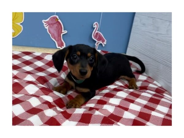 Dachshund-DOG-Female-Black / Tan-20828-Petland Batavia, Illinois
