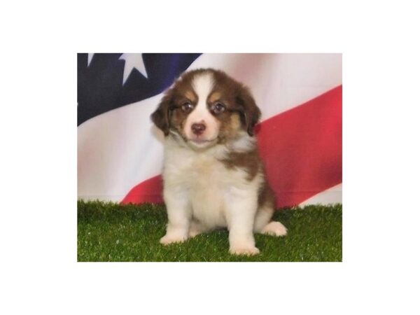 Miniature Australian Shepherd-DOG-Female-Red-21093-Petland Batavia, Illinois