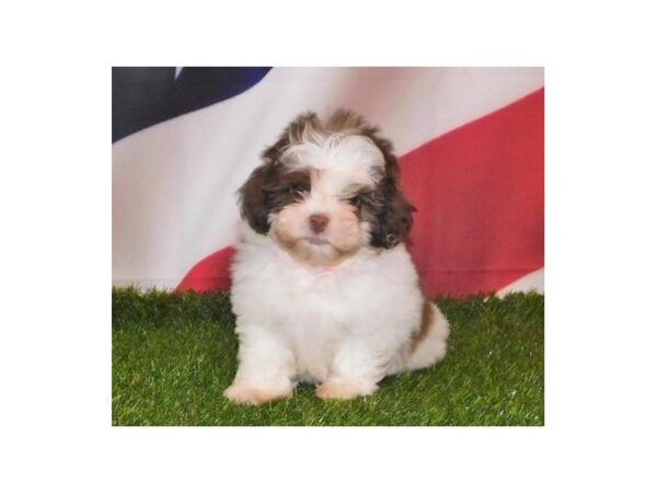 Shih Poo-DOG-Female-Chocolate / White-21091-Petland Batavia, Illinois