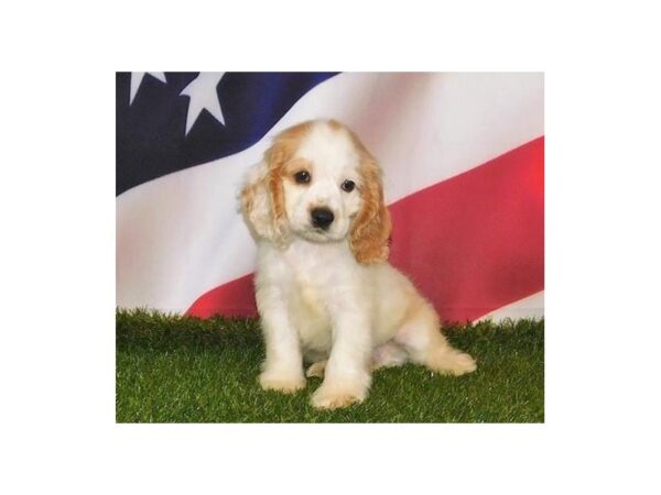Cocker Spaniel DOG Male Buff / White 21094 Petland Batavia, Illinois