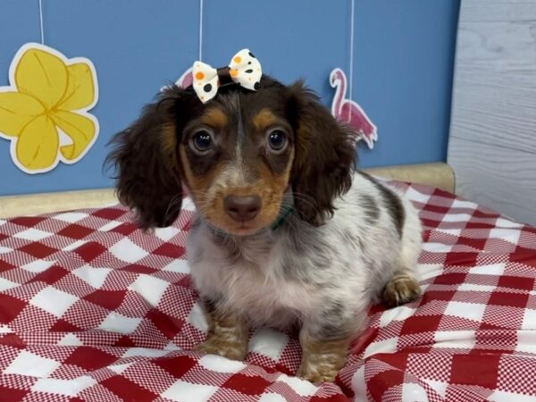 Dachshund DOG Female White / Chocolate 21088 Petland Batavia, Illinois