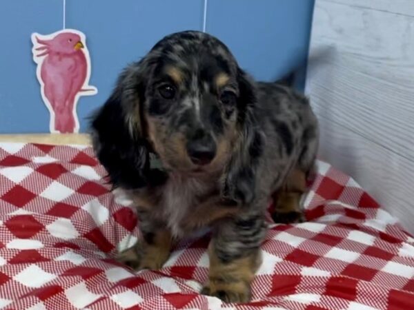 Dachshund DOG Male Silver Dapple 21090 Petland Batavia, Illinois