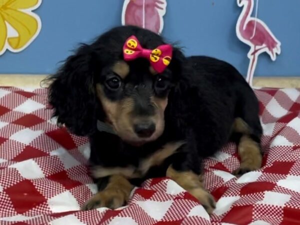 Dachshund DOG Female Black / Tan 21089 Petland Batavia, Illinois