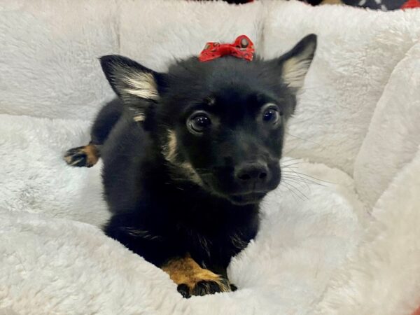 F1B Pomsky-DOG-Female-Black,Tan Markings-12892-Petland Batavia, Illinois