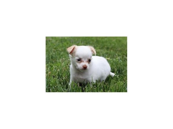 Chihuahua DOG Female Cream 21096 Petland Batavia, Illinois