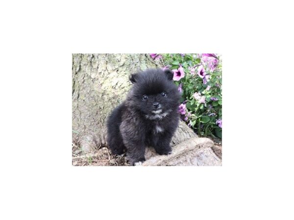 Pomeranian-DOG-Female-Black-21099-Petland Batavia, Illinois