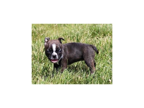 Boston Terrier DOG Female Black / White 21095 Petland Batavia, Illinois