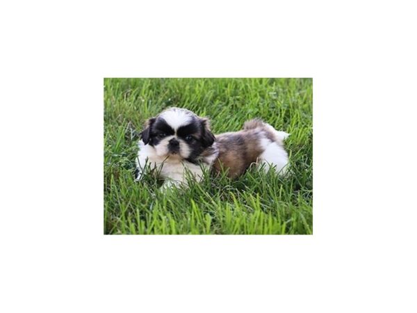 Pekingese DOG Female Sable / White 21098 Petland Batavia, Illinois