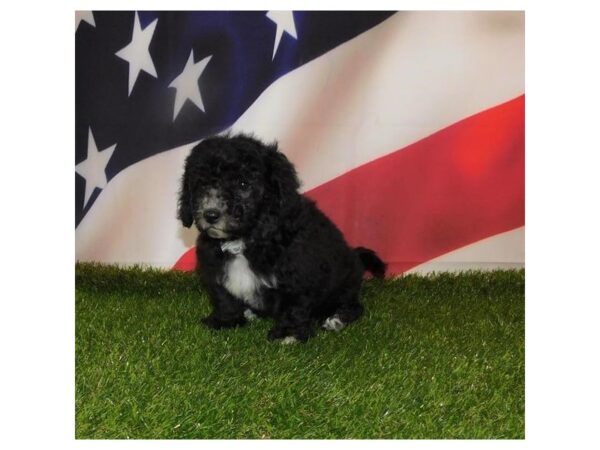 Bichon Poo DOG Female Black 20842 Petland Batavia, Illinois