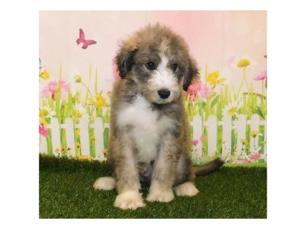 Huskipoo-DOG-Male-Sable / White-12918-Petland Batavia, Illinois