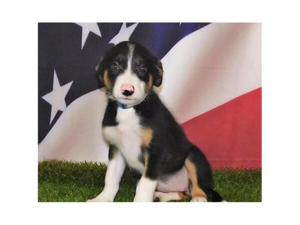 Border Collie DOG Female White Black / Tan 12912 Petland Batavia, Illinois