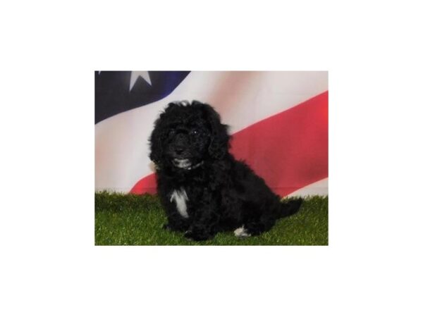 Bichon Poo DOG Male Black 12917 Petland Batavia, Illinois