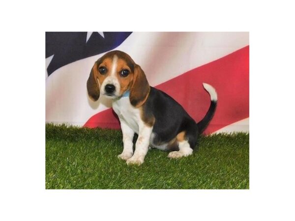 Beagle-DOG-Female-Black White / Tan-12914-Petland Batavia, Illinois