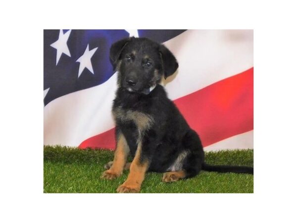 German Shepherd Dog DOG Female Black / Tan 12916 Petland Batavia, Illinois