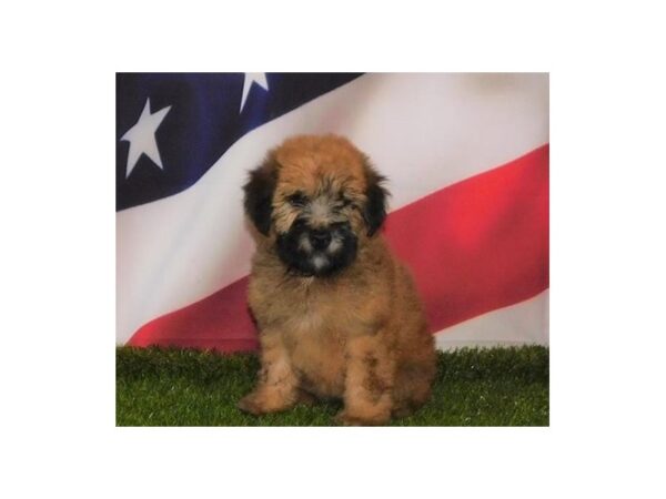 Soft Coated Wheaten Terrier-DOG-Female-Wheaten-12915-Petland Batavia, Illinois