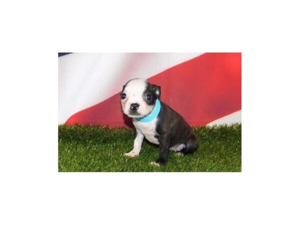 Boston Terrier-DOG-Female-Brindle / White-12913-Petland Batavia, Illinois