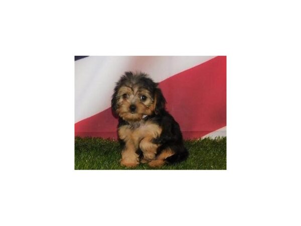 Yorkie Poo DOG Female Black / Tan 20844 Petland Batavia, Illinois