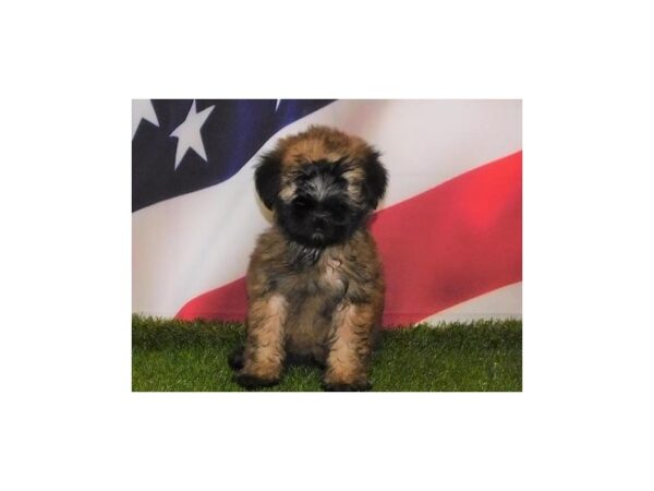 Soft Coated Wheaten Terrier DOG Male Wheaten 20841 Petland Batavia, Illinois
