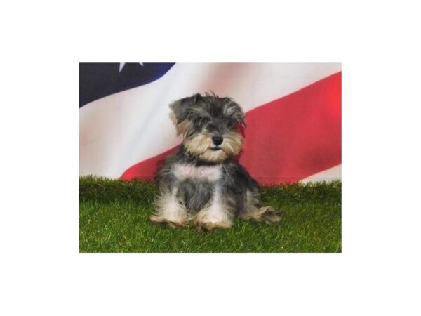 Miniature Schnauzer DOG Male Salt / Pepper 20845 Petland Batavia, Illinois