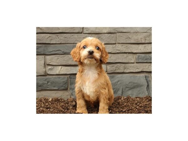 Cock A Poo DOG Male Apricot 21100 Petland Batavia, Illinois