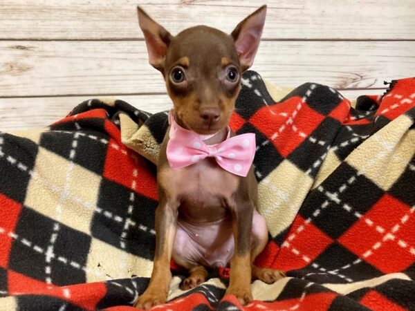 Miniature Pinscher DOG Female Chocolate and Tan 21097 Petland Batavia, Illinois