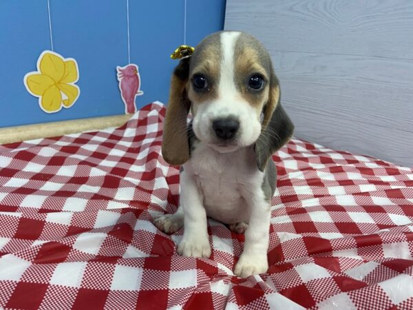 Beagle DOG Female Blue & white 20852 Petland Batavia, Illinois