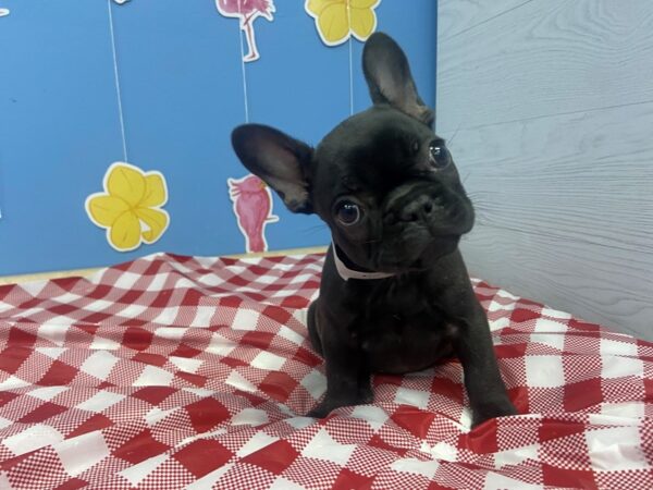 French Bulldog DOG Female Brindle 20849 Petland Batavia, Illinois