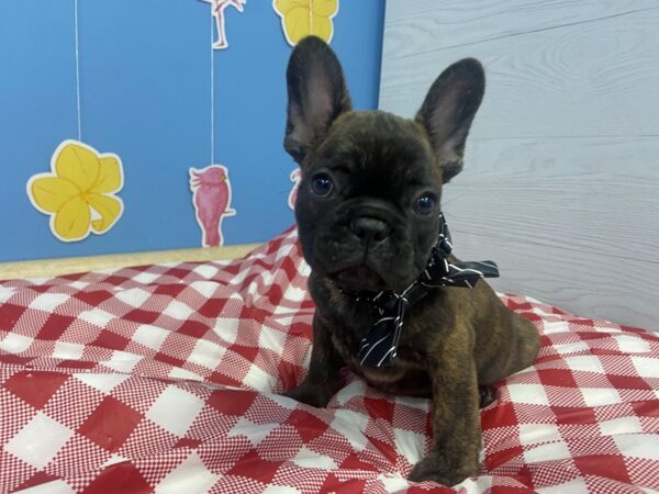 French Bulldog DOG Male Brindle 21128 Petland Batavia, Illinois