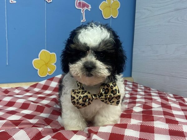 Shih Poo DOG Male Black & White 20851 Petland Batavia, Illinois