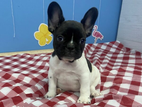 French Bulldog DOG Female Brindle piebald 20850 Petland Batavia, Illinois