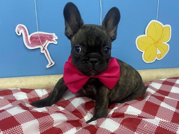 French Bulldog-DOG-Male-Brindle/White markings-20848-Petland Batavia, Illinois
