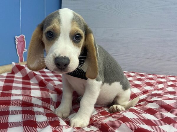 Beagle DOG Male Blue & white 21143 Petland Batavia, Illinois